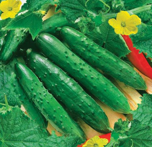 Огурцы кустовые самоопыляемые. ТОП-50 сортов огурцов для открытого грунта 2022 года — фото с описанием