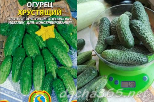 Характеристика огурцов сорта засолочный. Лучшие засолочные сорта