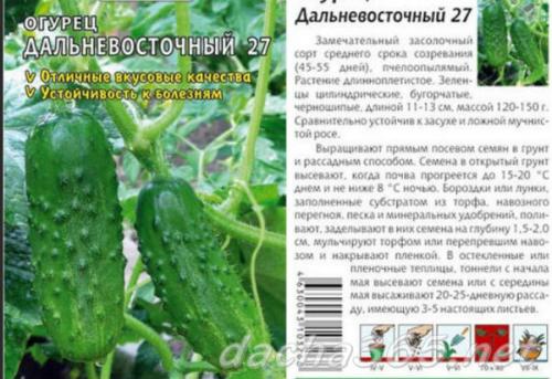 Характеристика огурцов сорта засолочный. Лучшие засолочные сорта