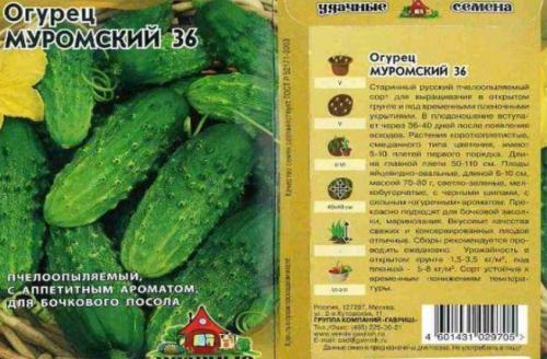 Характеристика огурцов сорта засолочный. Лучшие засолочные сорта