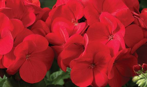 Зимовка ампельной пеларгонии. Зимовка плющелистной (ампельной) пеларгонии 06