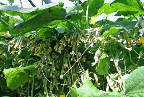 Огурец кустовой. Характеристика низкорослых или кустовых огурцов