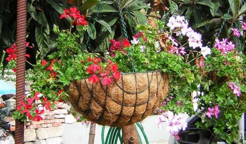 Плющелистная пеларгония зимовка. Пеларгония плющелистная. Каскады зелени и цветов