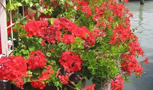 Плющелистная пеларгония зимовка. Пеларгония плющелистная. Каскады зелени и цветов