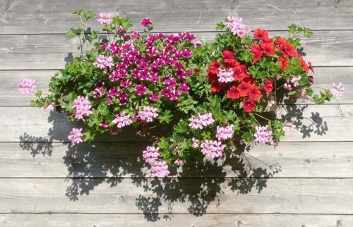 Плющелистная пеларгония зимовка. Пеларгония плющелистная. Каскады зелени и цветов