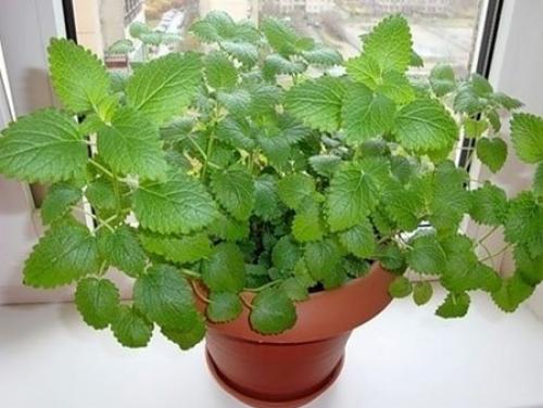 Как посадить мелиссу дома из семян. Что понадобится для выращивания мелиссы