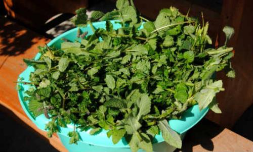 Когда сушить мелиссу и мяту. Как сушить мяту для чая в домашних условиях