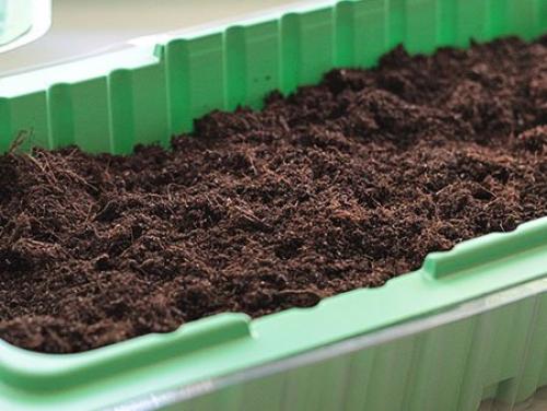 Как посадить мелиссу дома из семян. Что понадобится для выращивания мелиссы