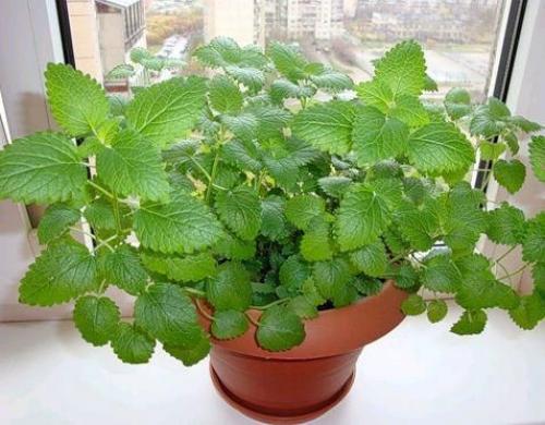 Как заготовить мелиссу для чая. Мелисса для чая: свойства