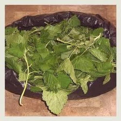 Мелисса сушка. Мелисса лимонная сушеная