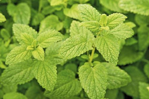 Как вырастить мелиссу из веточки. Описание растения