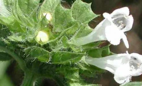 Мелисса лимонная посадка и уход. Мелисса лимонная – посадка и уход за медоносной травой