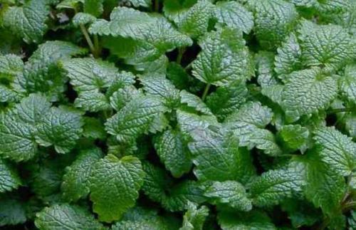 Мелисса лимонная посадка и уход. Мелисса лимонная – посадка и уход за медоносной травой