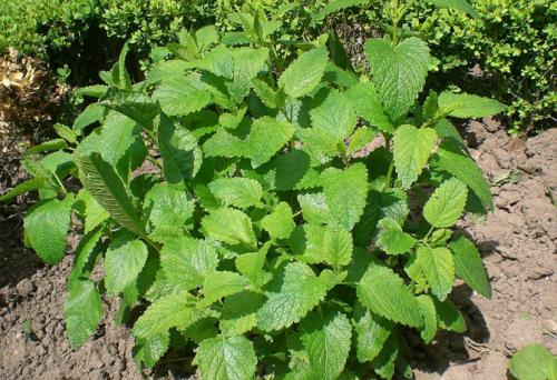 Как вырастить мелиссу из веточки. Описание растения