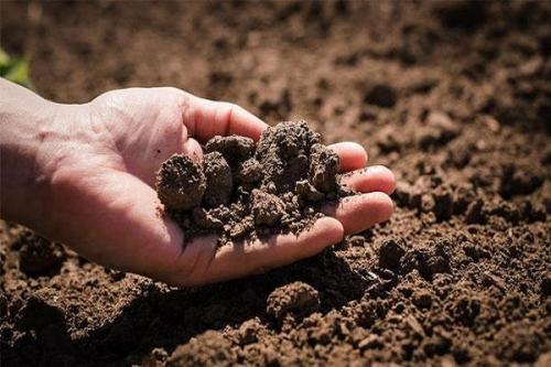 Можно ли сажать помидоры после помидор. Особенности севооборота