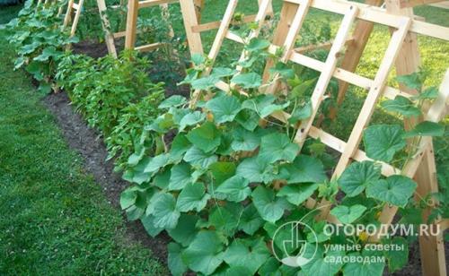 Можно ли сажать помидоры после огурцов и наоборот. Что можно и что нельзя сажать после огурцов на следующий год