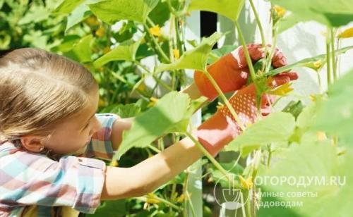 Можно ли сажать помидоры после огурцов и наоборот. Что можно и что нельзя сажать после огурцов на следующий год