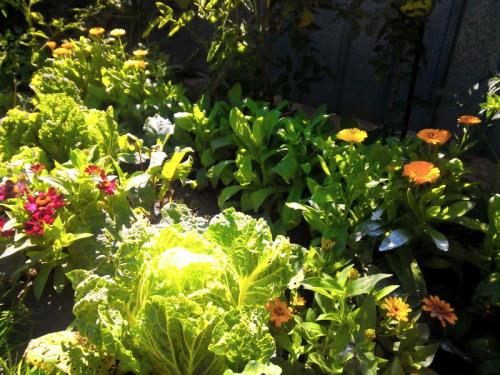 После чего сажать помидоры в открытый грунт. Предшественники помидор 05