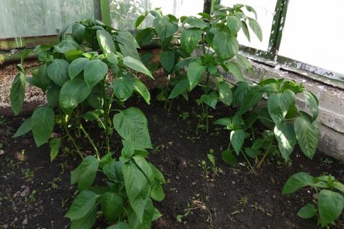 После чего сажать перец. Какие культуры посадить после перца на следующий год