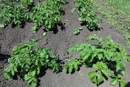 Можно ли сажать помидоры рядом с чесноком. Соседи чеснока, с чем можно и нельзя сажать рядом