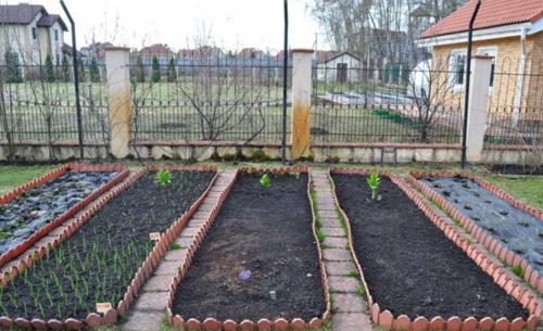 Что можно посадить в междурядьях чеснока. Соблюдать основные правила сочетания культур