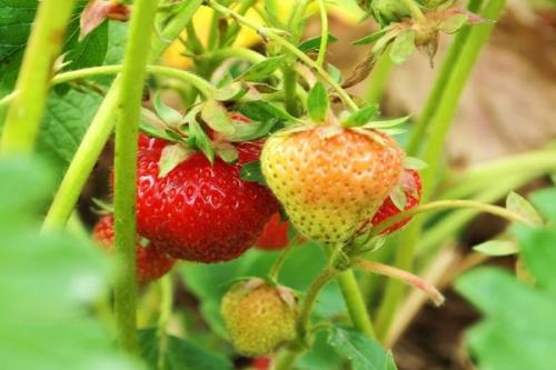 Можно ли сажать помидоры рядом с чесноком. Соседи чеснока, с чем можно и нельзя сажать рядом