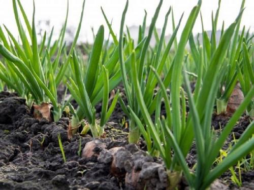 Можно ли сажать морковь рядом с чесноком. Совместные посадки: соседи моркови на грядке, с чем сажать