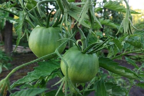 Можно ли сажать морковь рядом с чесноком. Совместные посадки: соседи моркови на грядке, с чем сажать