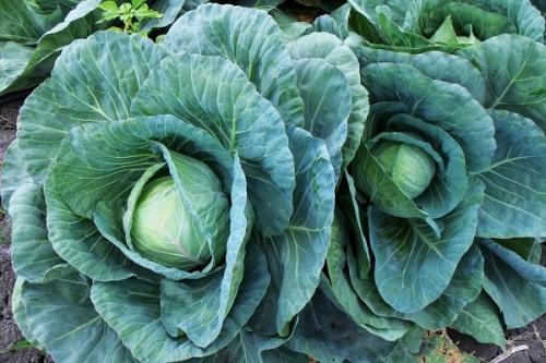 Можно ли сажать помидоры рядом с чесноком. Соседи чеснока, с чем можно и нельзя сажать рядом