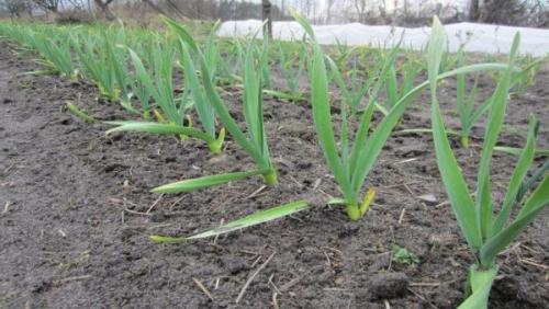 Можно ли сажать лук возле чеснока. Совместимо или нет – можно ли посадить культуры рядом на грядке