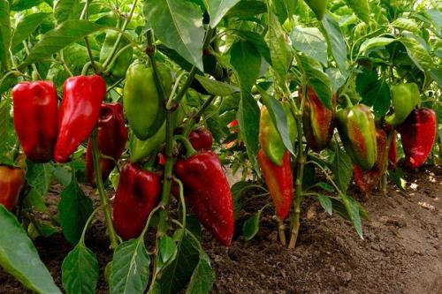 Можно ли сажать морковь рядом с чесноком. Совместные посадки: соседи моркови на грядке, с чем сажать