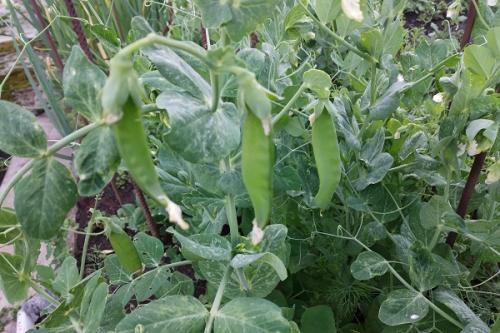 Можно ли сажать морковь рядом с чесноком. Совместные посадки: соседи моркови на грядке, с чем сажать