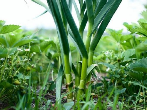 Можно ли сажать морковь рядом с чесноком. Совместные посадки: соседи моркови на грядке, с чем сажать