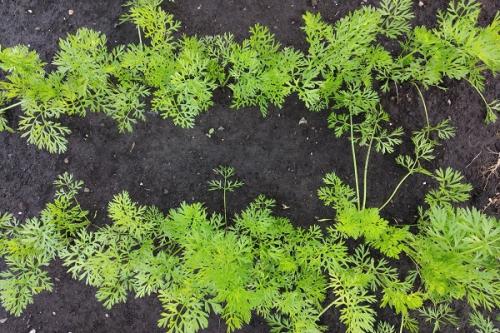 Можно ли сажать морковь рядом с чесноком. Совместные посадки: соседи моркови на грядке, с чем сажать