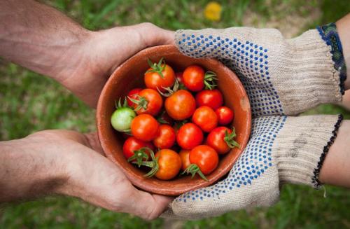 Как хранить заготовки из помидоров, чтобы они не испортились. Девять способов сохранить помидоры до наступления зимы: от правильного места до необычной заготовки