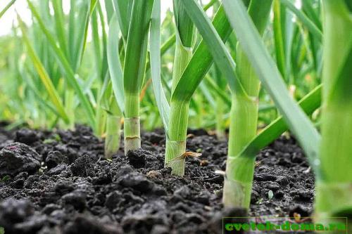 После чего сажать чеснок и лук под зиму. После чего можно сажать чеснок осенью
