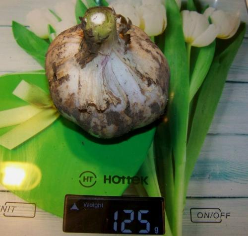 Мифы о чесноке. Чеснок: мифы инета и правда науки