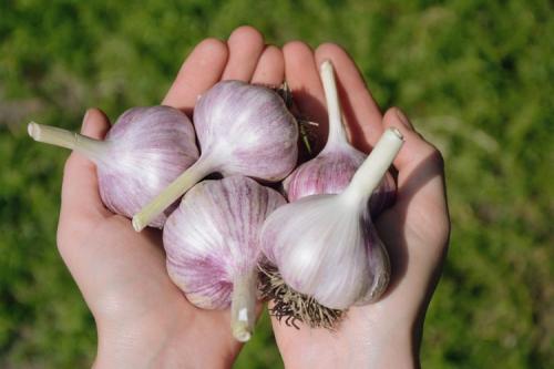 После чего сажать чеснок весной. Тонкости посадки чеснока весной