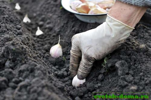 После чего сажать чеснок и лук под зиму. После чего можно сажать чеснок осенью