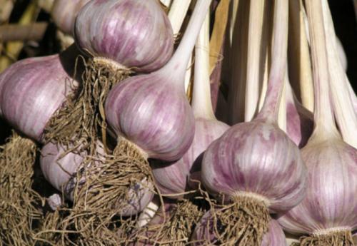 Мифы о чесноке. Чеснок: мифы инета и правда науки