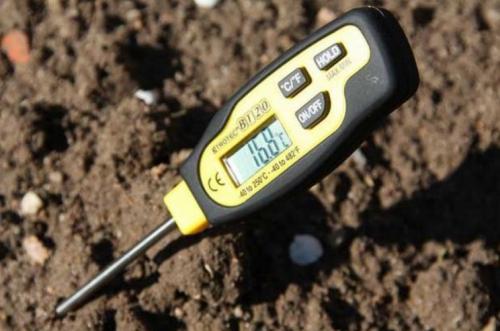 Нужно ли поливать чеснок при посадке на зиму. Как поливать чеснок: важность влажности почвы для роста и лежкости плодов