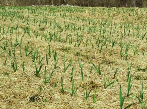 Нужно ли поливать чеснок при посадке на зиму. Как поливать чеснок: важность влажности почвы для роста и лежкости плодов