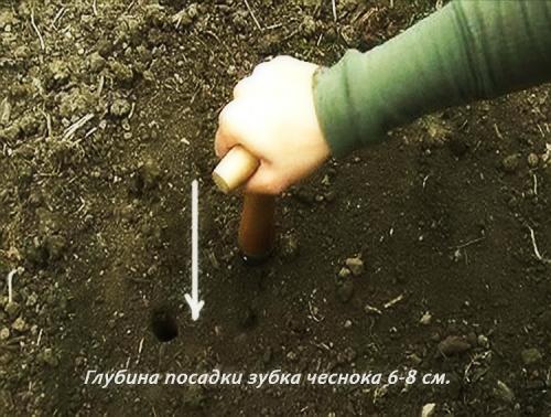 Когда нужно сажать чеснок и как за ним ухаживать. Способы посадки чеснока