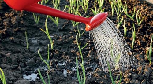 Нужно ли поливать чеснок при посадке на зиму. Как поливать чеснок: важность влажности почвы для роста и лежкости плодов