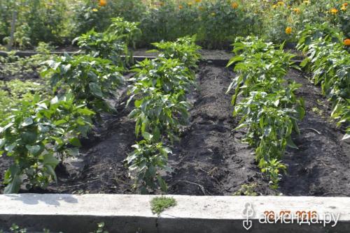 Можно ли сажать чеснок с помидорами и стоит ли это делать. Посадки рассады перцев, помидор в грядки чеснока и лука.