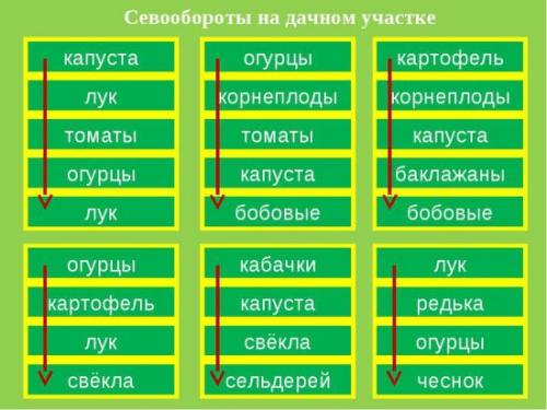 Что сажать после лука на следующий год