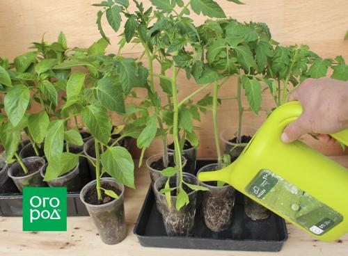 Когда можно высаживать рассаду в грунт. Как подготовить растения к пересадке 03 Когда можно высаживать рассаду в грунт. Как подготовить растения к пересадке 03