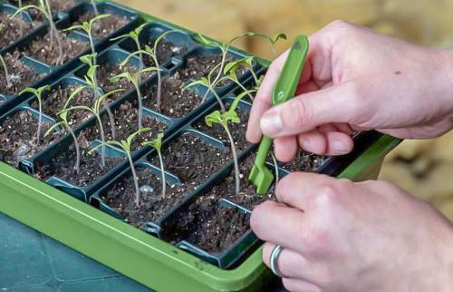 Возраст рассады томатов для высадки в грунт. Томаты – от посева на рассаду до высадки в открытый грунт