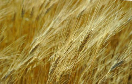 Что можно сажать после чеснока на следующий год. Севооборот