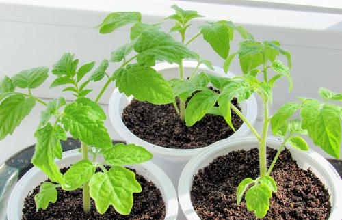 Возраст рассады томатов для высадки в грунт. Томаты – от посева на рассаду до высадки в открытый грунт